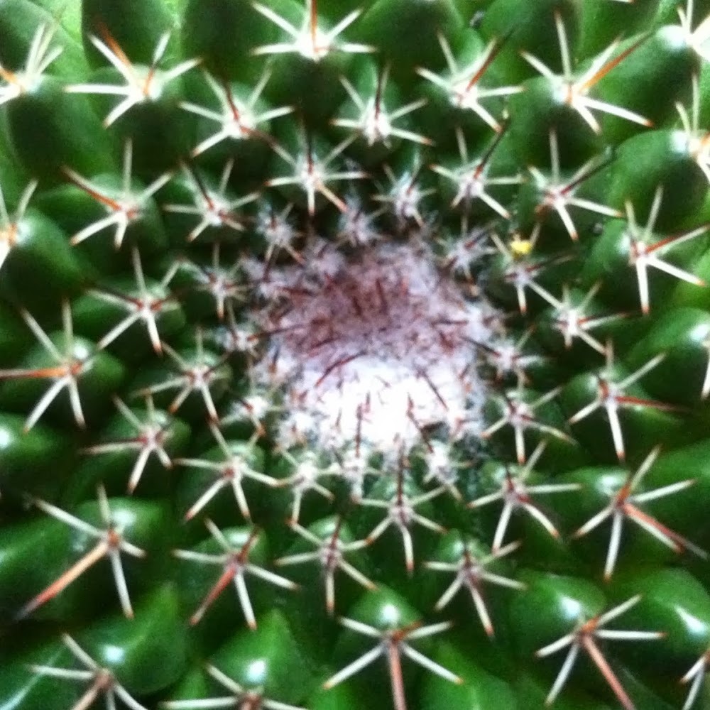 Meet your Posher, Wendy